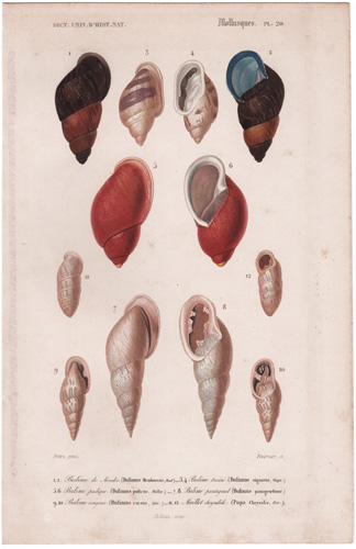 various mollusks, seashells, shells, etc.